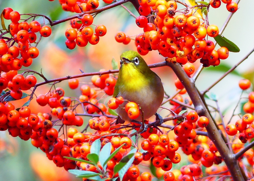 P4740312：メジロ_R