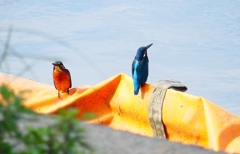 P4480341：カワセミ（オス）_R