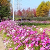 P1390434：コスモス_R
