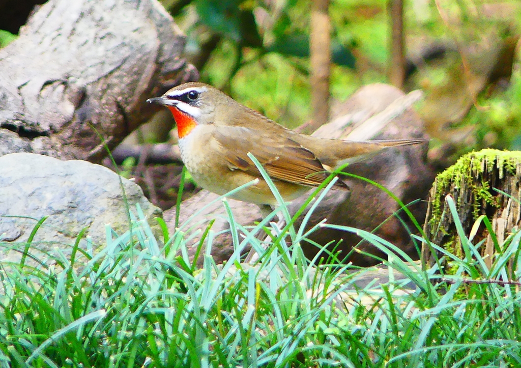 P1350427：ノゴマ（オス）_R