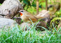 P1350427：ノゴマ（オス）_R