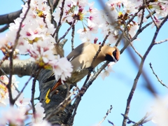 P3980709：桜にキレンジャク_R