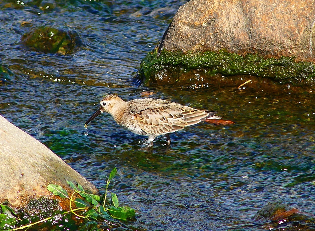 P4400088：ハマシギ_R