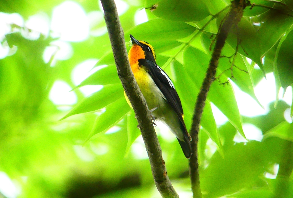 P1020647：キビタキ（オス）_R
