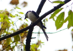 P1940011：サンショウクイ_R