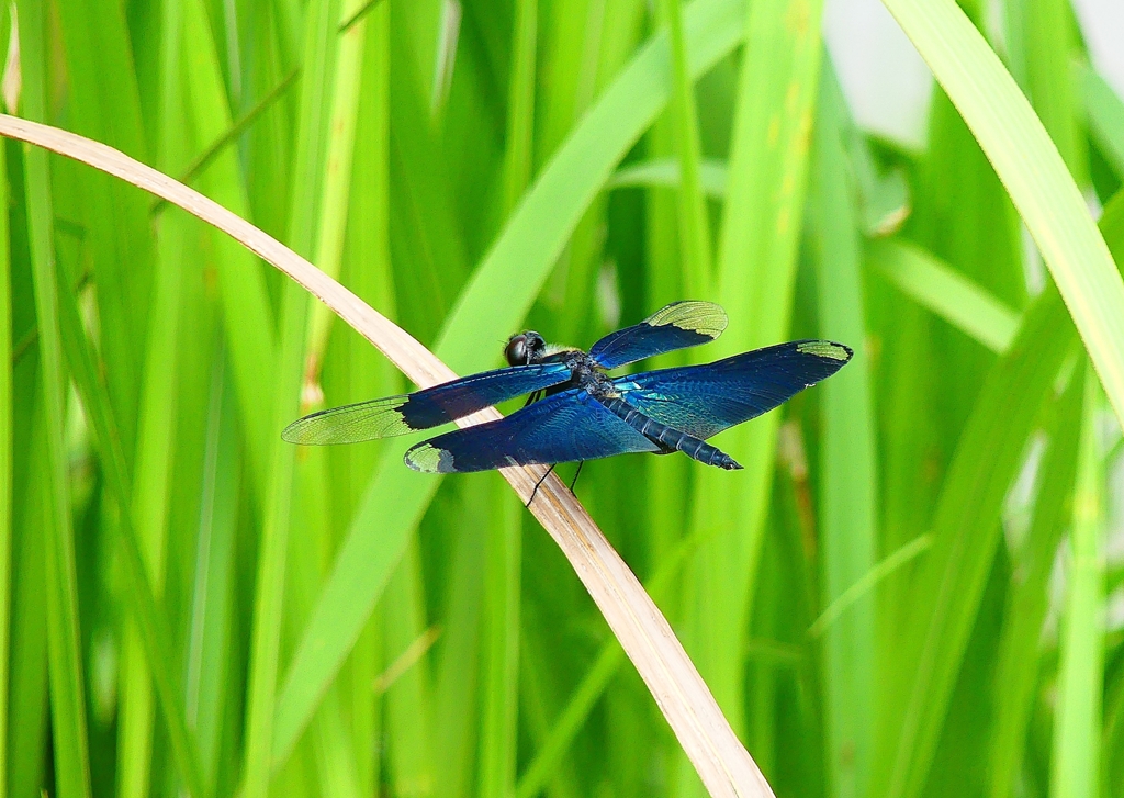 P4230105：チョウトンボ_R