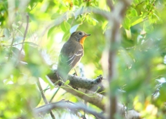 P4440542：ムギマキ（若鳥）_R