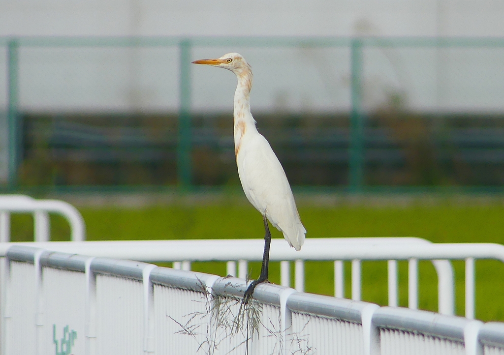 P1230326：アマサギ_R