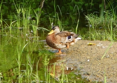 P1170541：マガモ_R