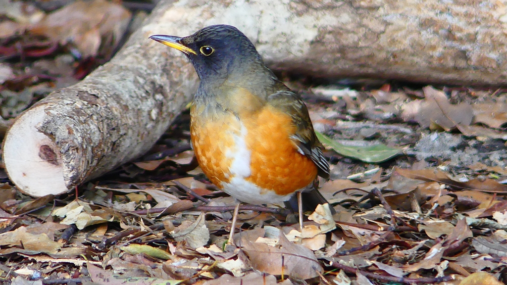 P1830495：オオアカハラ-21_R