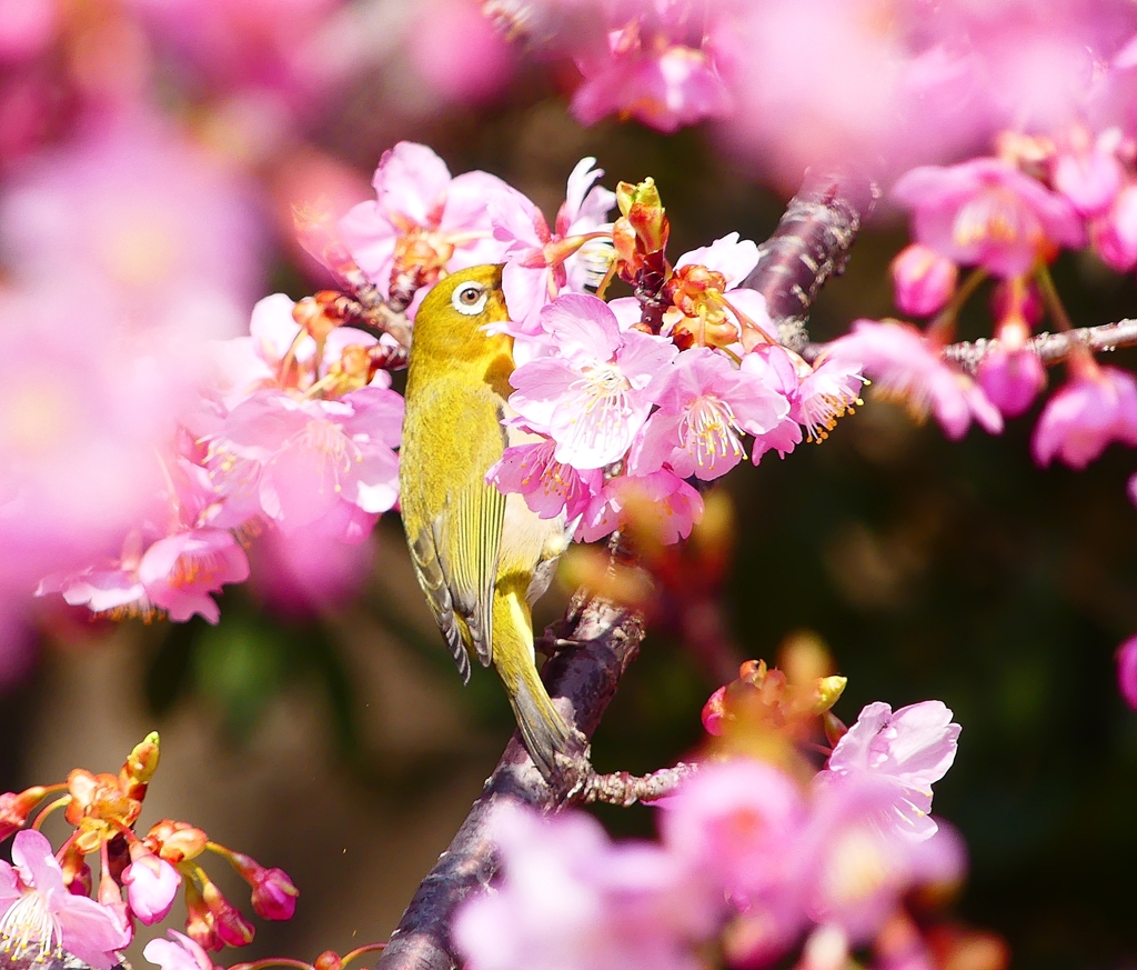 P3900163：河津桜にメジロ_R