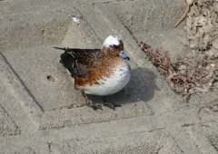 P1580053：頭が白いヒドリガモ_R