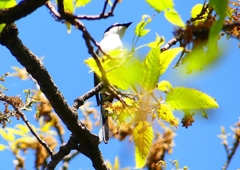 P1950956：サンショウクイ_R