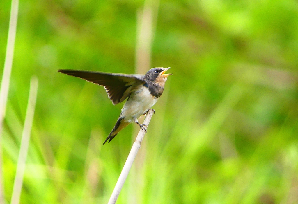 P1010359：ツバメ（幼鳥）_R