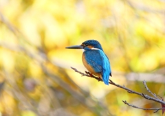 P1840048：黄葉にカワセミ_R