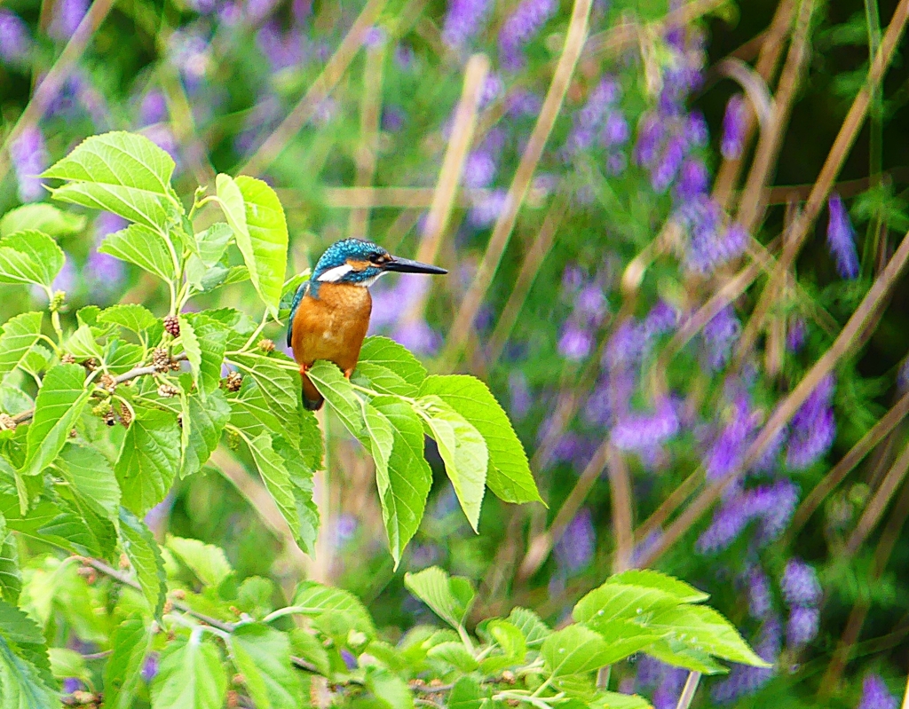 P4130071：カワセミ（オス）_R