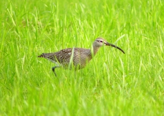 P1990234：チュウシャクシギ_R