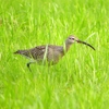 P1990234：チュウシャクシギ_R