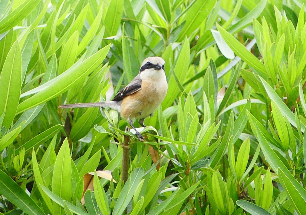 P2030927：モズ（オス）_R
