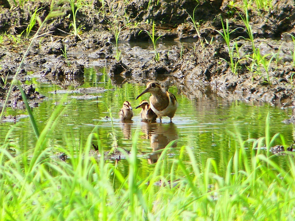 P1130336：タマシギ親子_R