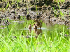 P1130336：タマシギ親子_R