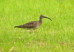P1990580：チュウシャクシギ_R