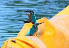 P4480439：カワセミ（オス）_R