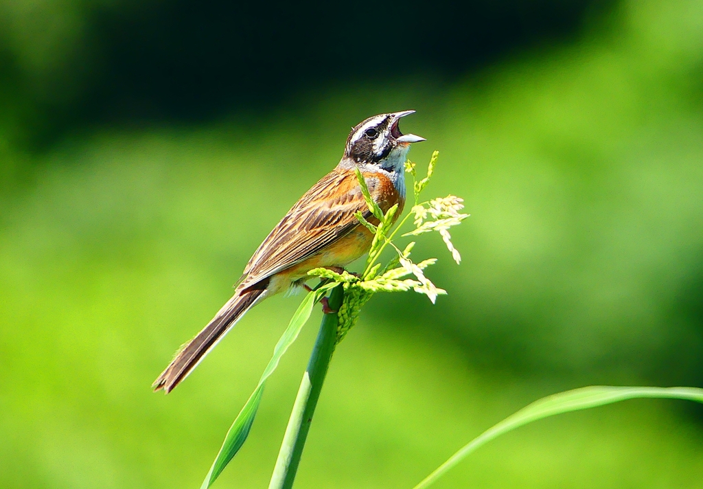 P1040708：ホオジロ（オス）_R