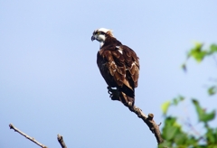 P4400289：ミサゴ_R