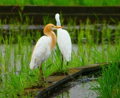 P1030090：アマサギ_R