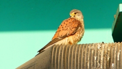 P1980712：チョウゲンボウ-03_R