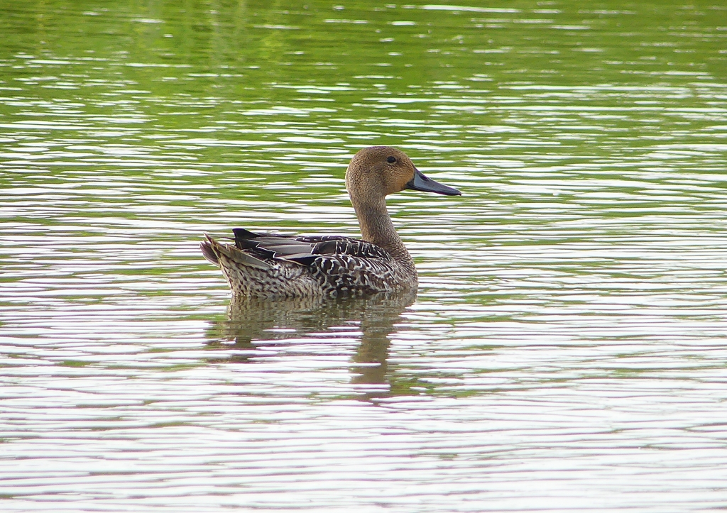 P1230329：オナガガモ_R