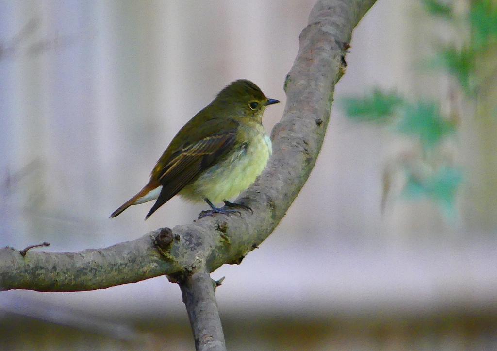 P1310671：キビタキ（メス）_R