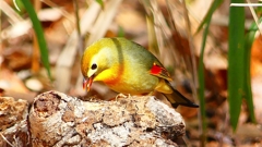 P1840080：ソウシチョウ-28_R