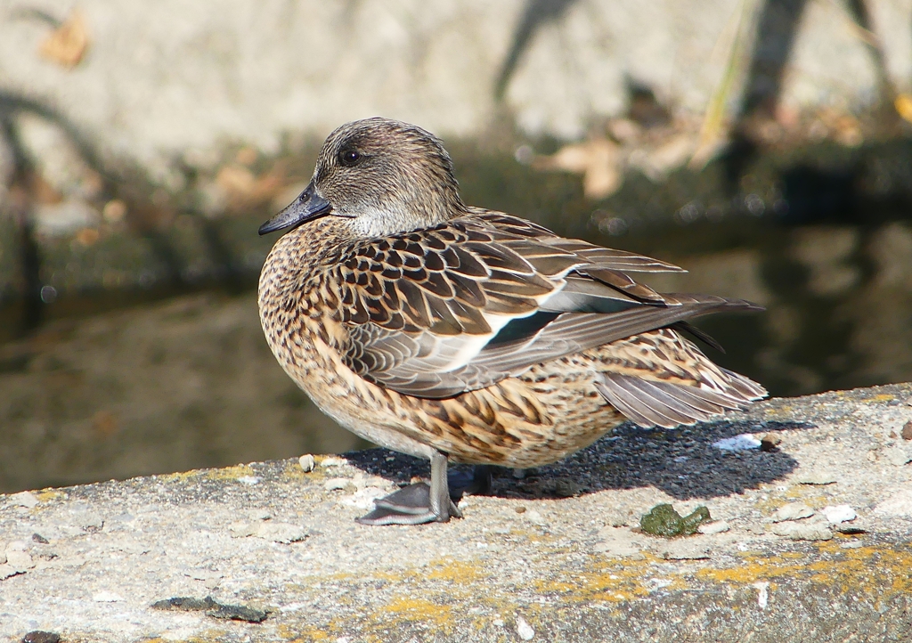 P1580514：ヨシガモ_R