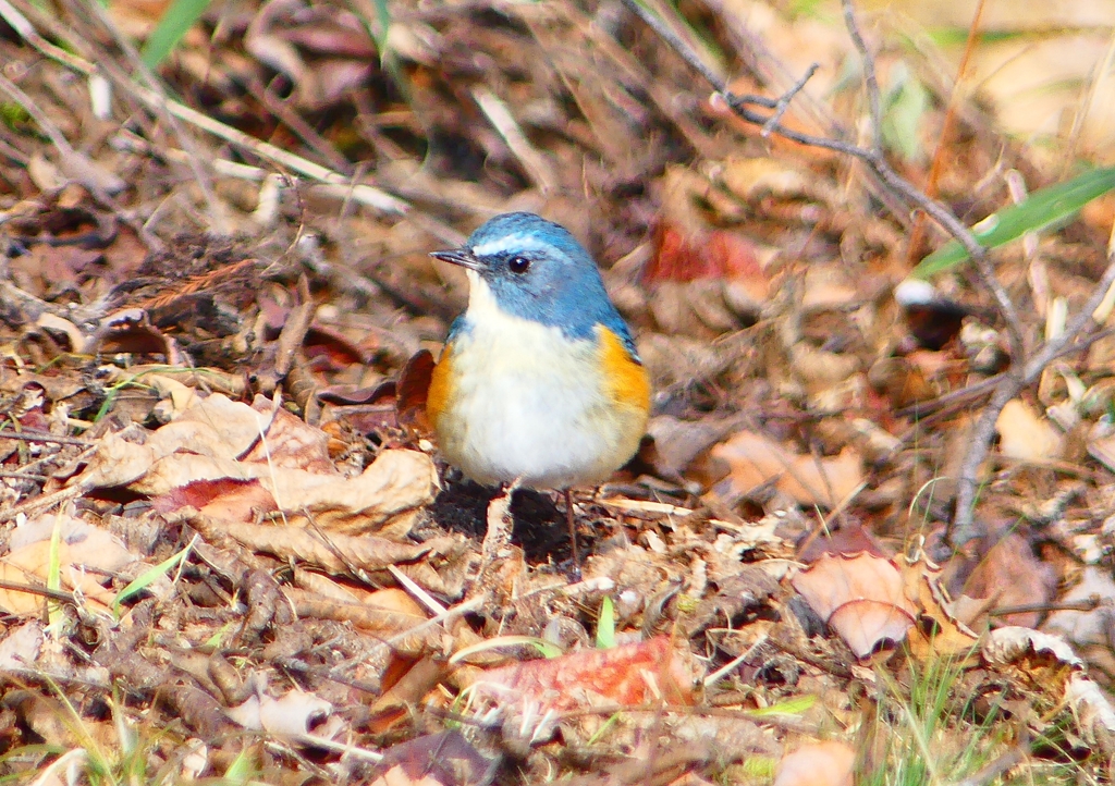 P1800941：ルリビタキ（オス）_R