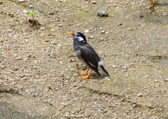 P1970016：ムクドリ_R