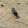 P1970016：ムクドリ_R
