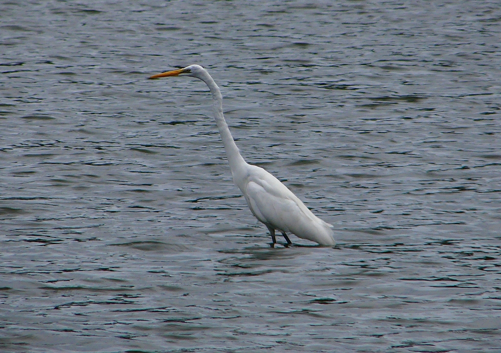 P1320090：ダイサギ_R