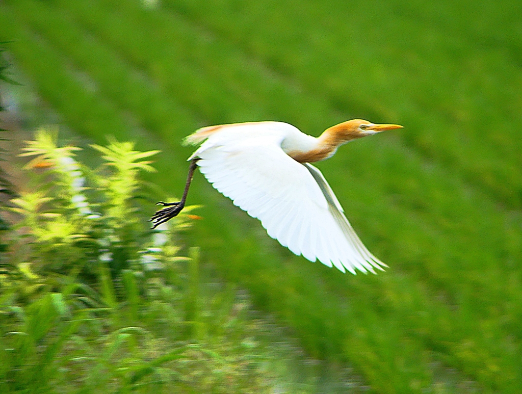 P1030138：アマサギ_R