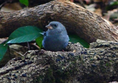 P1750368：クロジ_R