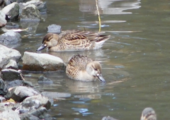 P1590736：トモエガモ、マガモ_R