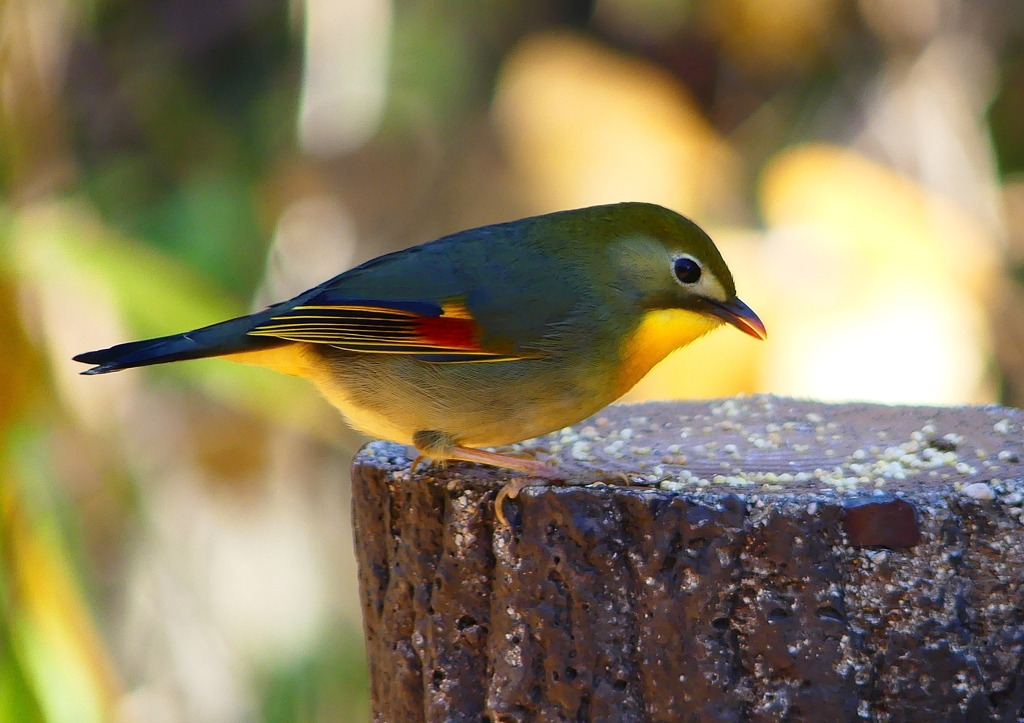 P1620566：ソウシチョウ_R
