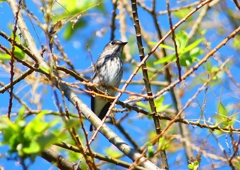 P1280359：エゾビタキ_R