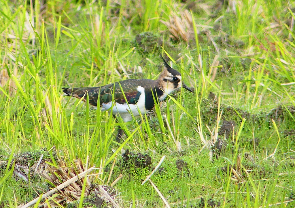 P1380663：タゲリ_R