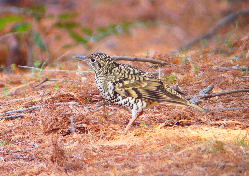 P1800743：トラツグミ_R