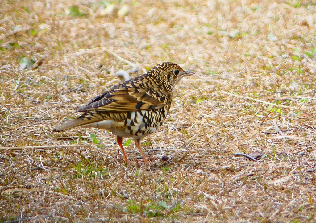 P1760061：トラツグミ_R