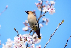 P3990240：桜にキレンジャク_R