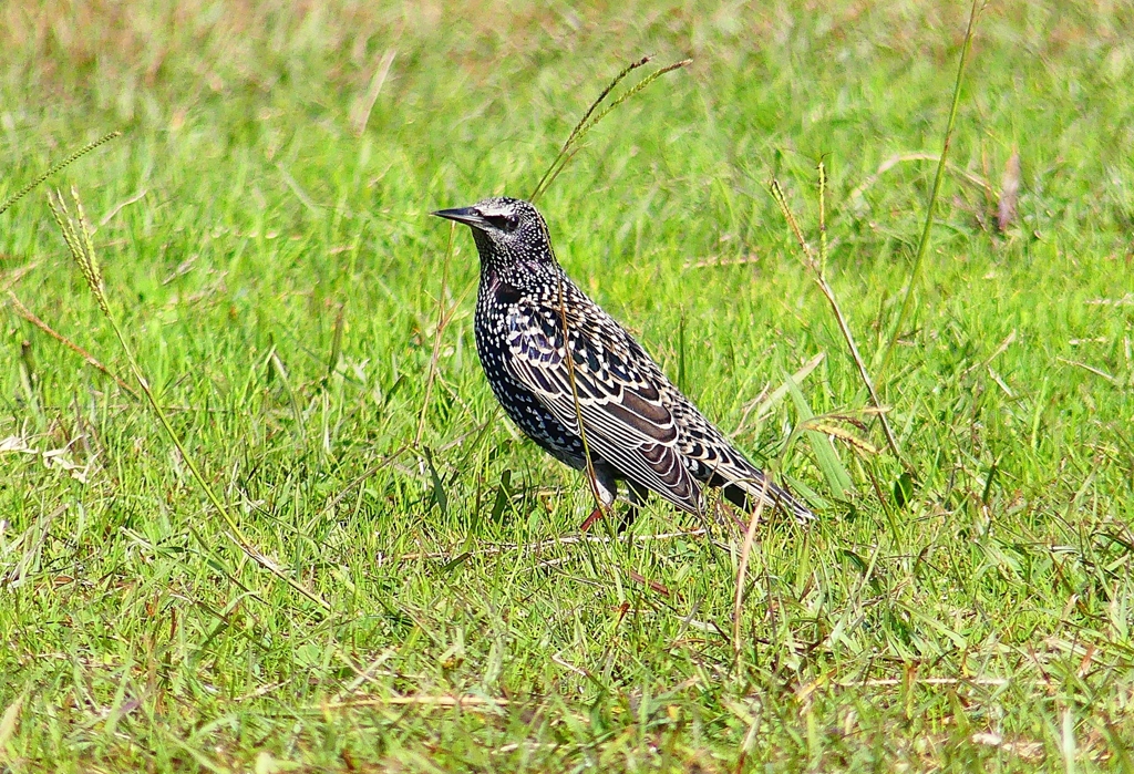 P4490795：ホシムクドリ_R