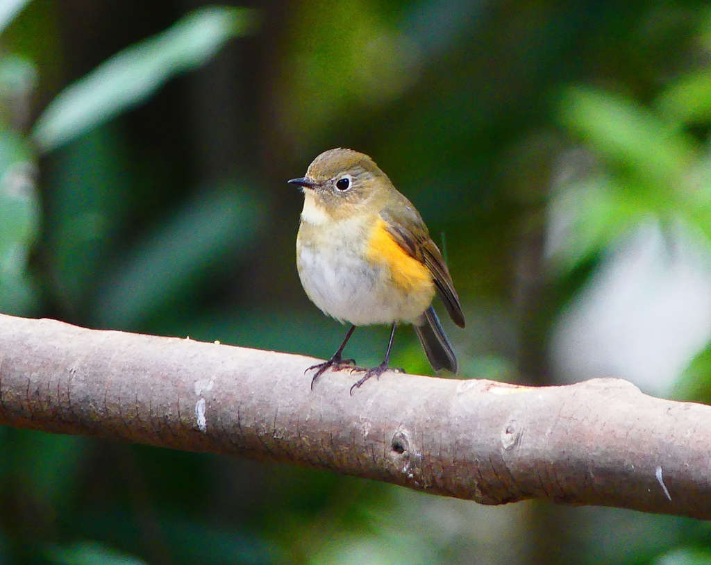 P3850016：ルリビタキ（メスタイプ）_R